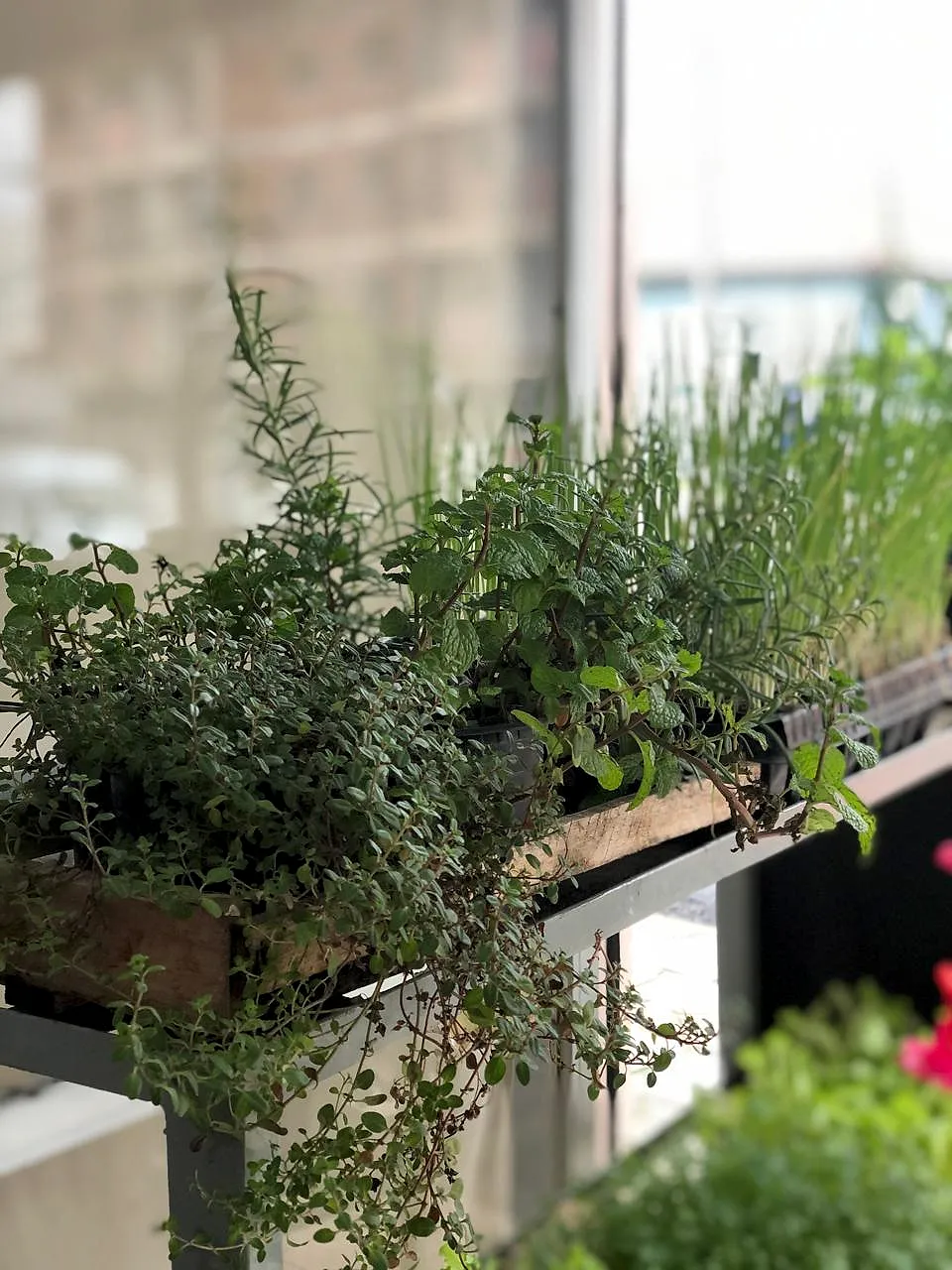 Plantas e ervas em vaso na loja